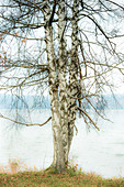 Birch trees in front of Lake Starnberg, Bavaria, Germany