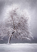 Bare snow-covered tree in front of Lake Starnberg, Tutzing, Bavaria, Germany
