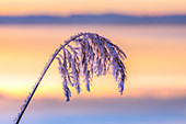 Frosted grass in sunrise, Bavaria, Germany