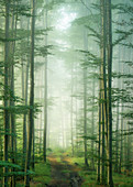 Spruce forest in the fog, Bavaria, Germany