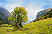 Maple with autumn colors in the Ahornboden, Eng, Karwendel, Germany