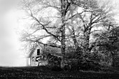 Scheune im Nebel mit großem Baum, Bernried, Bayern, Deutschland