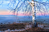 Kahle Birke bei Sonnenuntergang im Blauen Land im Winter, Grossweil, Bayern, Deutschland