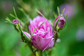 Rosafarbene Rose mit grünem Hintergrund, Schleswig-Holstein, Deutschland, Europa