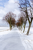 Winter avenue with snow in Ostholstein, Neukirchen, Schleswig-Holstein, Germany
