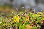 Detailaufnahme der spätsommerlichen Flora auf den Färöer Inseln