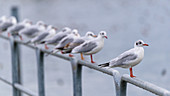 Gulls on a handrail at lake Konstanz, Germany