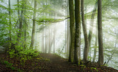 Morgensonne im Buchenwald, Wald bei Baierbrunn, Bayern, Deutschland