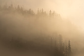 Autumnal mountain forest in the morning mist, Inzell, Germany