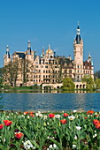 Tulips on the southern shore of Lake Schwerin invite you to take a stroll, Mecklenburg-Western Pomerania, Germany