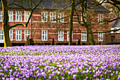 Krokusblüte im Schlosspark Husum, Nordfriesland, Schleswig-Holstein, Deutschland