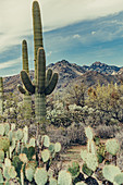 Cacti in Saguaro National Park, Tucson, Arizona, USA, North America