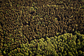 Luftaufnahme der Wälder im Donautal bei Fridingen, Naturpark Obere Donau, Baden-Württemberg, Deutschland, Europa