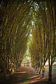 Allee im Kloster Heiligkreuztal (ehemalige Zisterzienser Abtei), Altheim bei Riedlingen, Oberschwaben, Baden-Württemberg, Deutschland, Europa