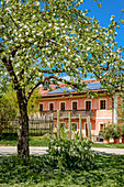 Blooming tree in spring in front of farmhouse in Chiemgau, Bavaria, Germany