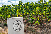 Wine growing in Champagne, Montagne de Reims, Moet