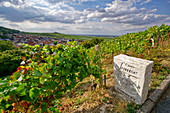 Wine growing in Champagne, Montagne de Reims, Route du Champagne, Le Phare, Verzenay lighthouse, France