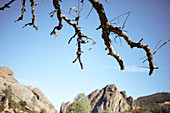 Branches in Pinnacles National Park, California, USA.