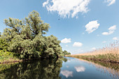 Donaudelta im Frühling: Ein Vogel über von Weiden und Schilf gesäumtem Wasserarm, Mila 23, Tulcea, Rumänien.
