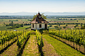 Chapel in the vineyard with a view of Breisach and the Rhine plain, near Ihringen, Kaiserstuhl, Baden-Württemberg, Germany