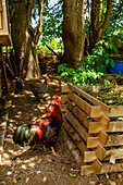 Rooster in front of compost heap, live and live in the construction trailer