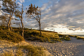Afternoon mood on the west beach of Darß in the Western Pomerania Lagoon Area National Park, Fischland-Darß-Zingst, Mecklenburg-Western Pomerania, Germany, Europe.