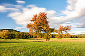 Autumnal plum tree on the wooden meadows near Birklingen, Iphofen, Kitzingen, Lower Franconia, Franconia, Bavaria, Germany, Europe