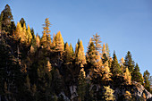 View of the Karwendel massif, in the Vordergund autumn forest, Ahornboden, Hinterriß, Tyrol, Austria, Europe