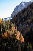 Blick auf das Bergmassiv des Karwendel, im Vordergund Herbstwald, Ahornboden, Hinterriß, Tirol, Österreich, Europa
