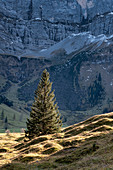Blick auf eine Tanne vor einer Felswand im Karwendel im Herbst, Ahornboden, Hinterriß, Tirol, Österreich, Europa