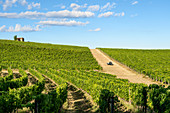 Vineyard in the countryside on a sunny summer day, Tuscany, Italy