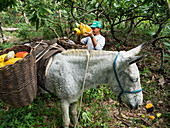Organic cocoa harvest on the Almada Farm, coastal rainforest, Mata Atlantica, Bahia, Brazil, South America
