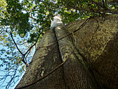 Rainforest tree with butt roots, Amazon rainforest, Amazon basin, Brazil, South America