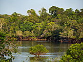 Rainforest on the Amazon near Manaus, Amazon Basin, Brazil, South America