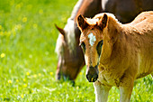 Foal in spring, Upper Bavaria, Bavaria, Germany