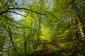 Morning walk in spring in the beech forest, Upper Bavaria, Bavaria, Germany