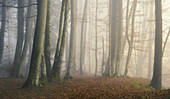 November morning in a beech forest, Bavaria, Germany