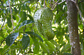 Soursop fruit grows on its tree in Rarotonga, Cook Islands.Soursop used in alternative medicine for cancer treatment. Food background and texture. Copy space