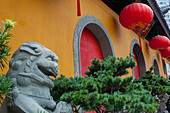 Löwe aus Stein als Wächter und rote Laternen vor dem Jadebuddha-Tempel, einem buddhistischen Tempel in Shanghai, China.