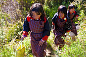 School girls on the way home, Bumthang, Bhutan