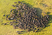 Aerial view herd of African Buffalo's, Okavango Delta, Botswana, Africa