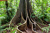 Brettwurzeln von einem Regenwaldbaum, Daintree-Nationalpark, Queensland, Australien