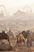 Pushkar Kamelmarkt, Pushkar, Bundesstaat Rajasthan, Indien