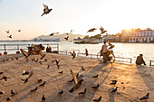 Pigeons flying at temple at sunset by Pichola Lake, Udaipur, Rajasthan, India