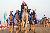 Camels being exercised at race course, Dubai, United Arab Emirates, UAE