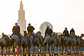 Camels being exercised at race course with mosque, Dubai, United Arab Emirates, UAE