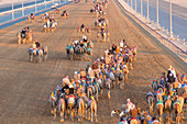 Racing camels, Dubai, United Arab Emirates, UAE