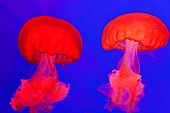 Pacific Sea Nettle Jellyfish, Shanghai Aquarium, Shanghai, China