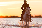 Camargue, Frankreich. Cowboy reitet bei Sonnenuntergang mit seinem Pferd durchs Wasser