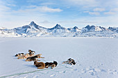 Dog sledding in Greenland
